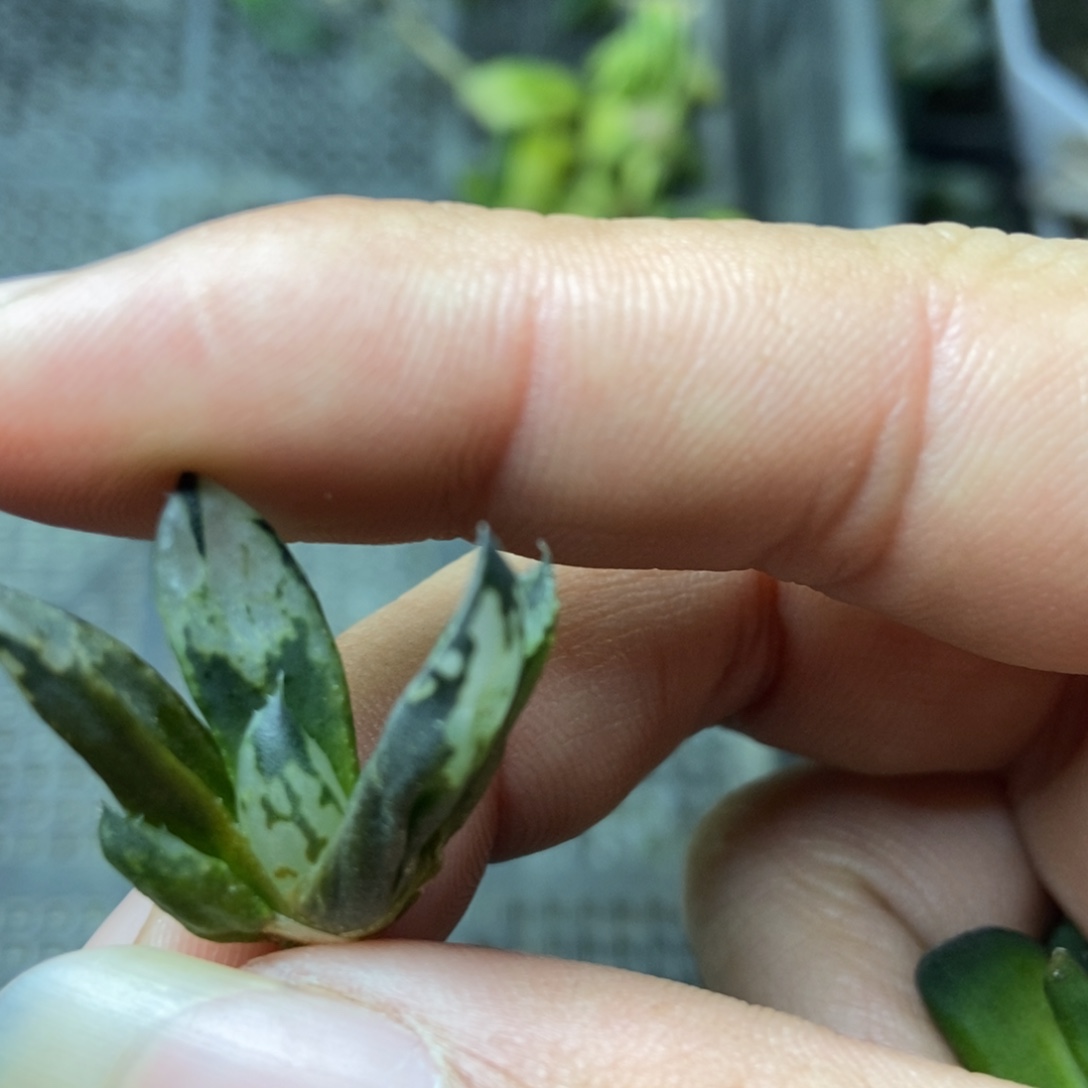 是是是是是是是是是寿