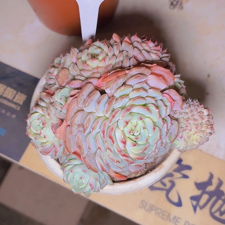 堂**乐白胖子一物一拍A066