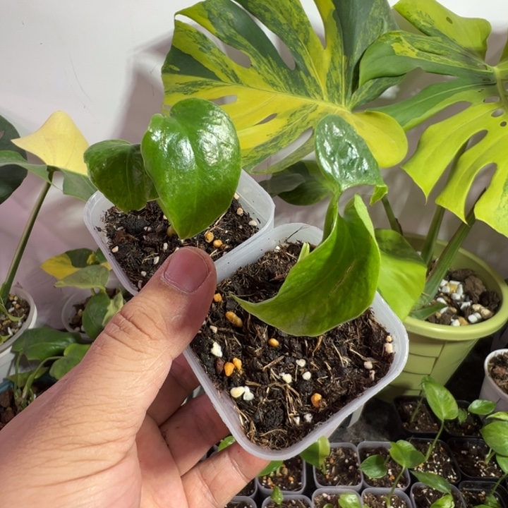 H****完全开放龟背竹种苗