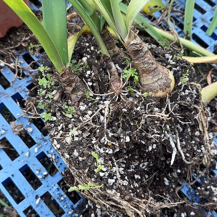 混球朱顶红一组4棵