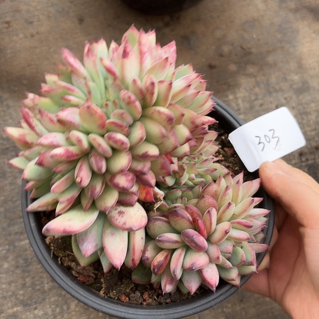 莲*同温层多肉拉糖缀303