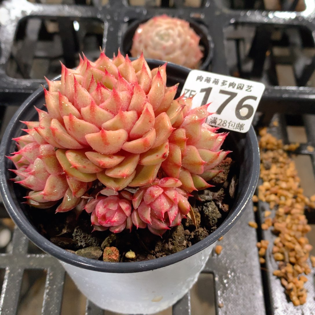 肉萌萌拇指盆精控多肉ZF176