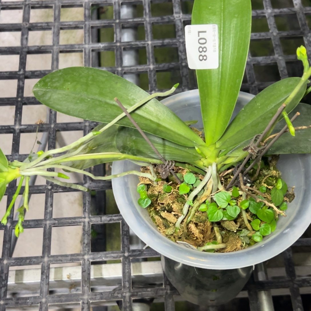 花***多完全开放l088八寸路德