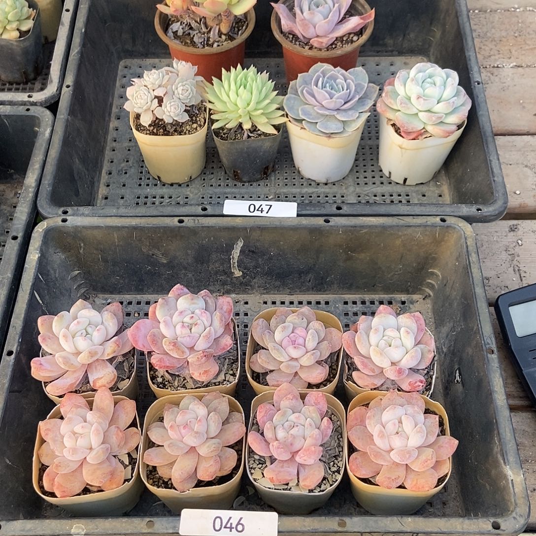 多肉组合套餐多肉六颗脱土发货偏远不包邮