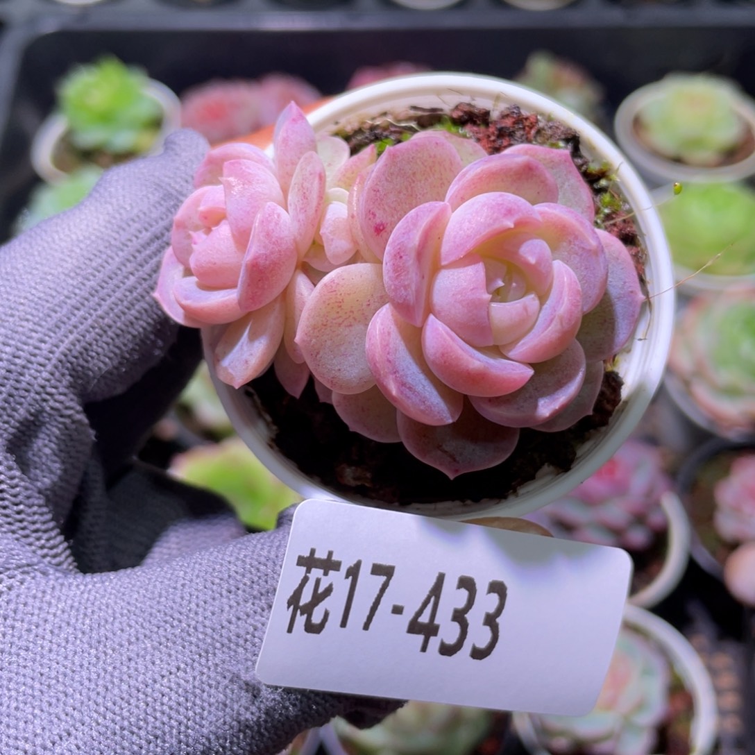 花利美17-433珍妮