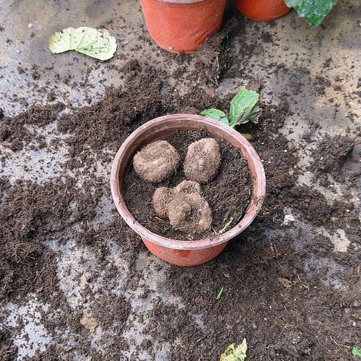 无花朵夫妻海棠种球系列3个球