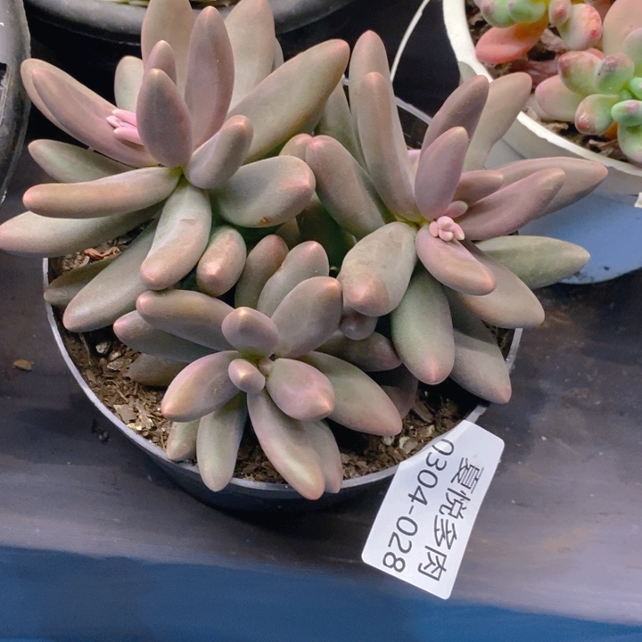 ^****^夏悦多肉0304-28糖果