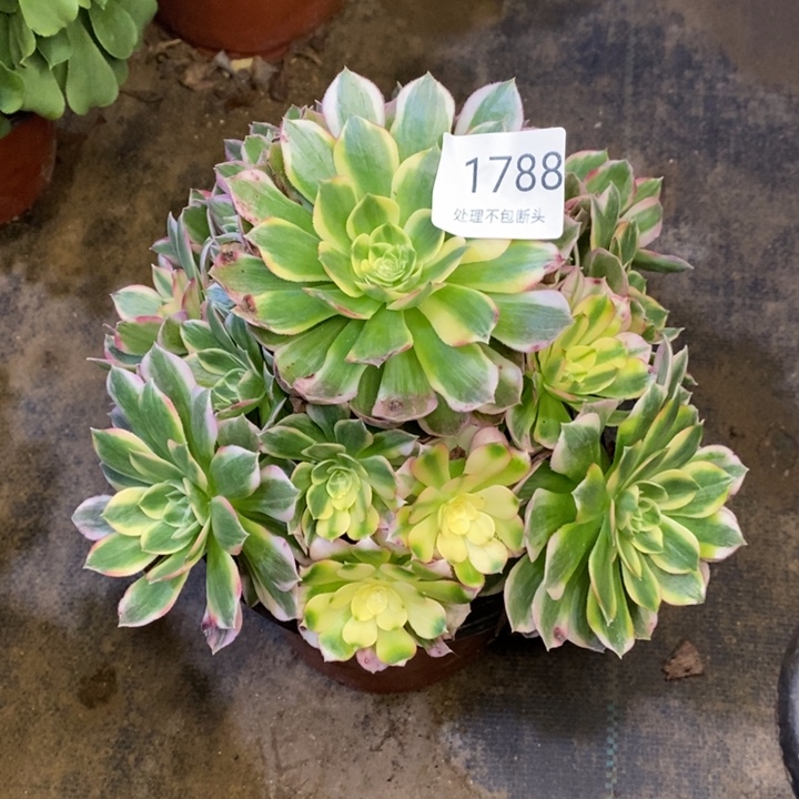 海鲜多肉断头不包1788