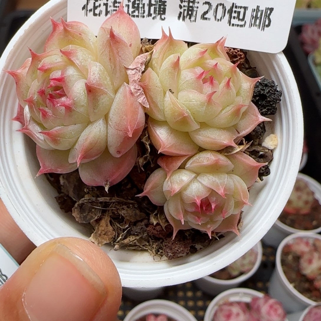 喵****边花语逸境0116-31