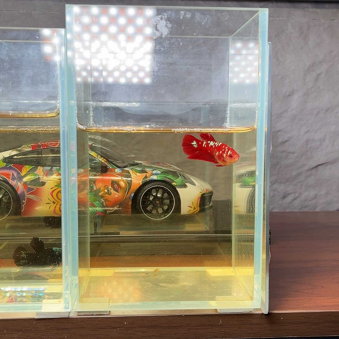 斗鱼彩金将军母鱼