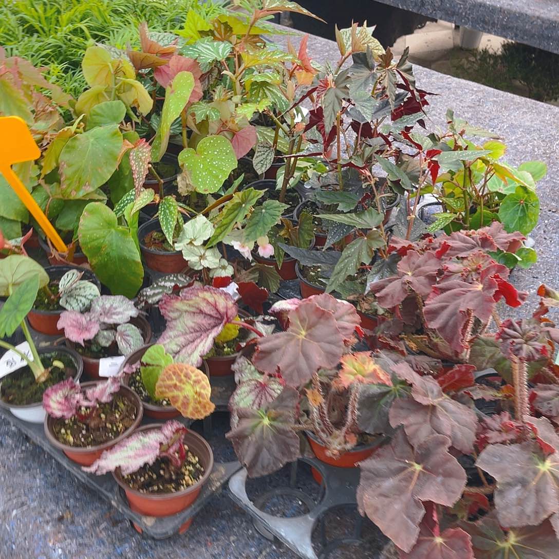 完全开放随机3盆秋海棠 不售后