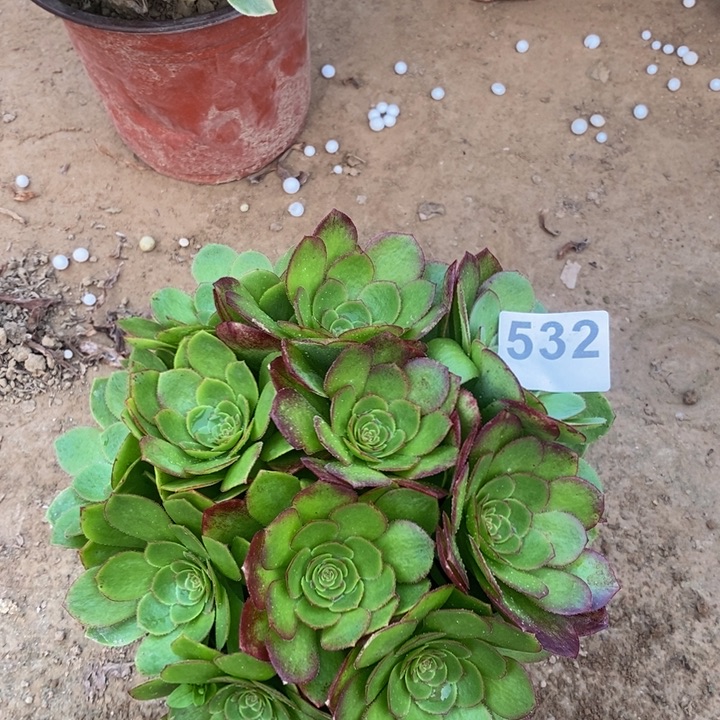 532万圣节绣球多肉