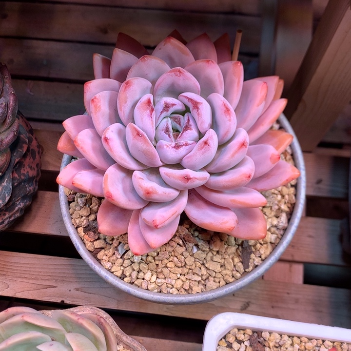 星星雪多肉植物diankan