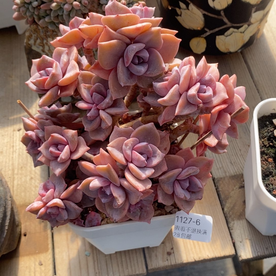 6号多肉大群漂亮的