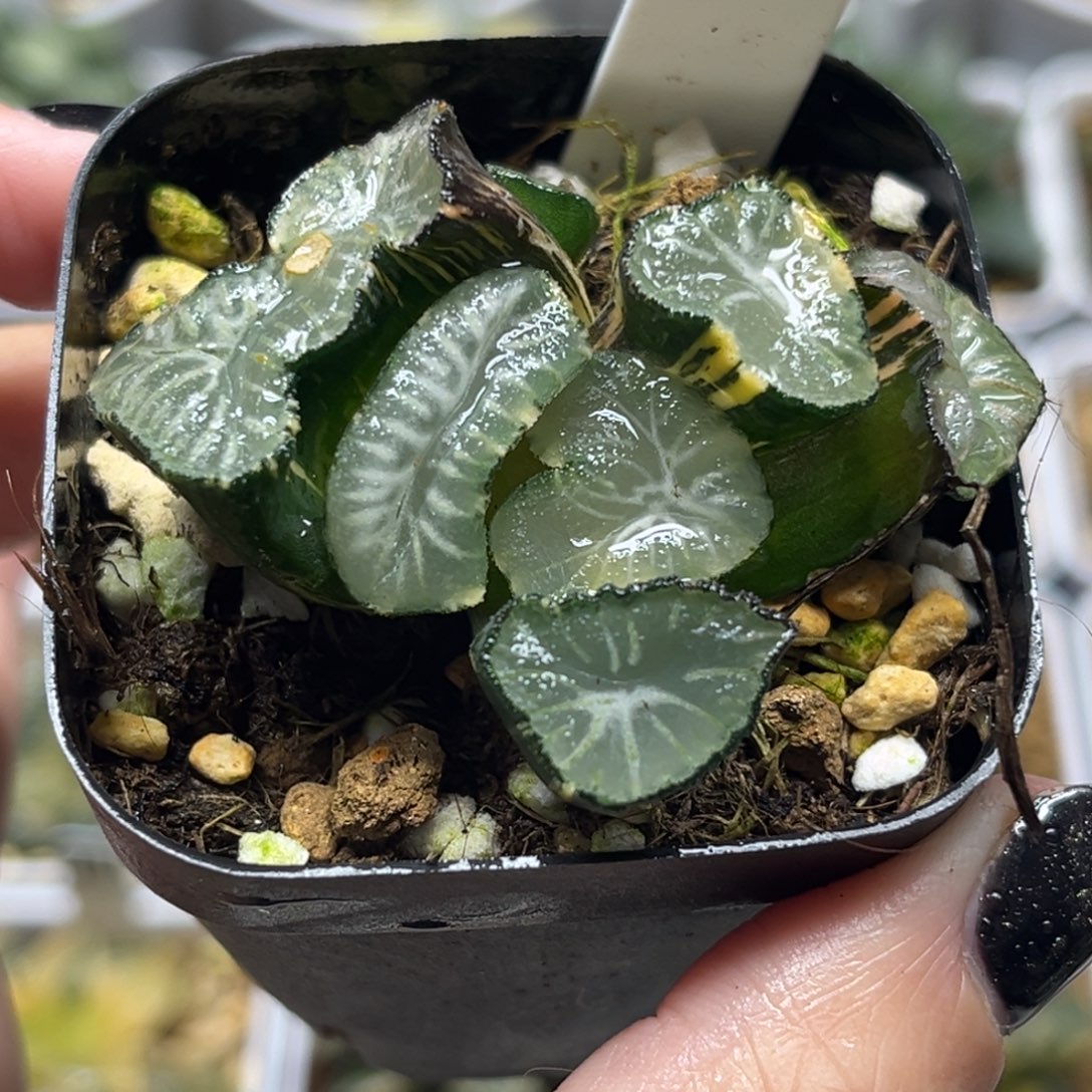 32玉龙万象锦福利专场