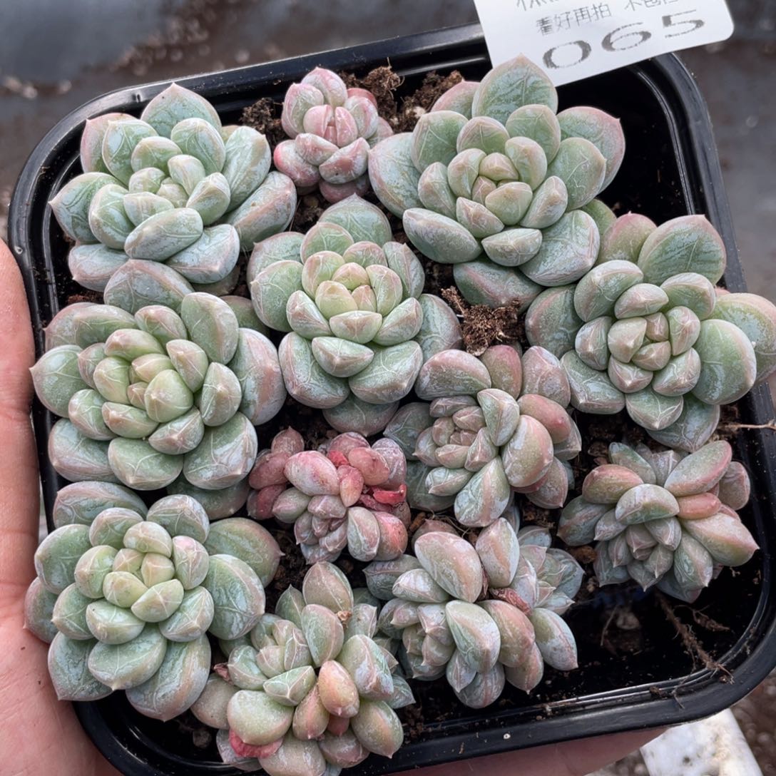 糕大上多肉植物65