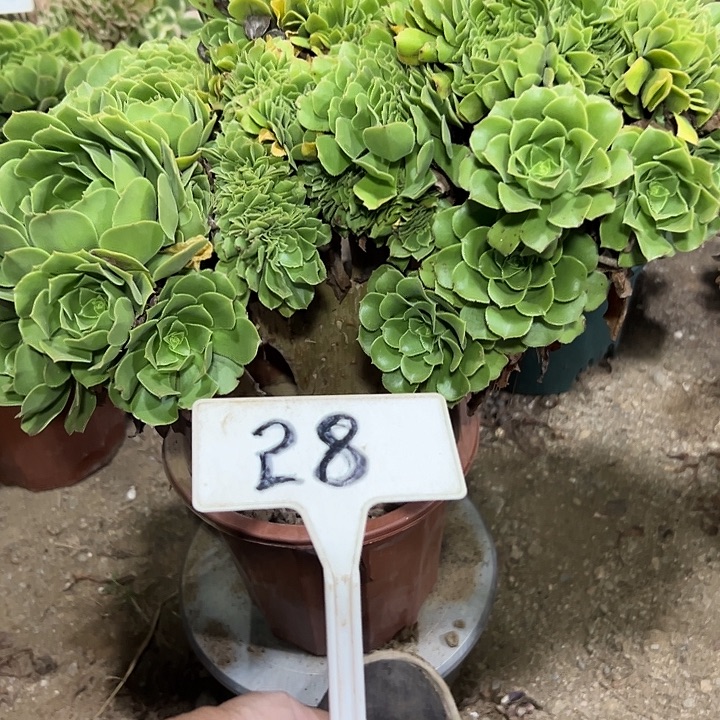 多肉植物绿羊绒缀花28