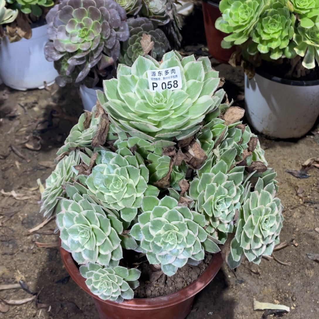 058海王多肉法师断枝不包