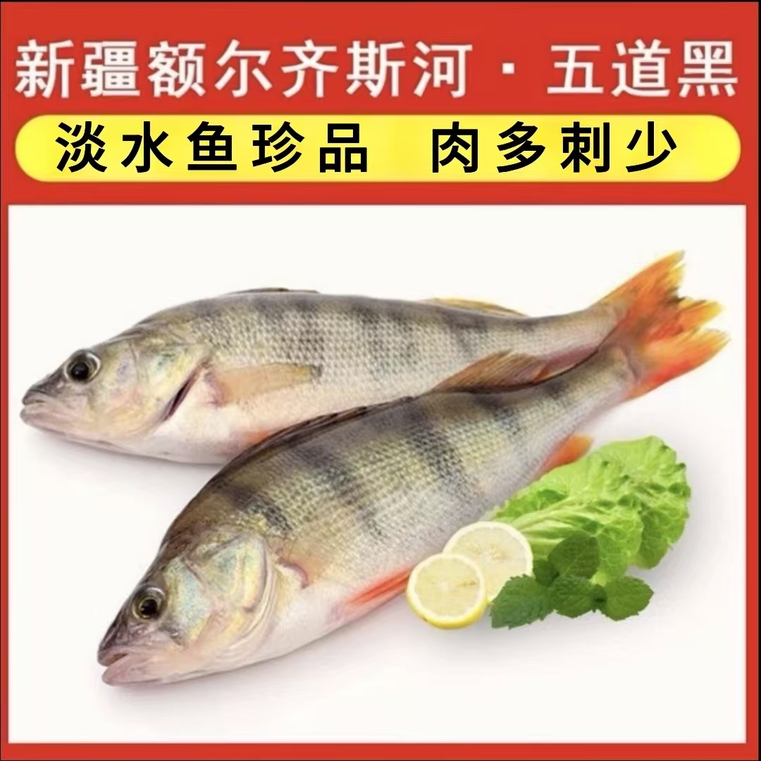 新疆冷水鱼五道黑有机富硒1.5KG（3条）