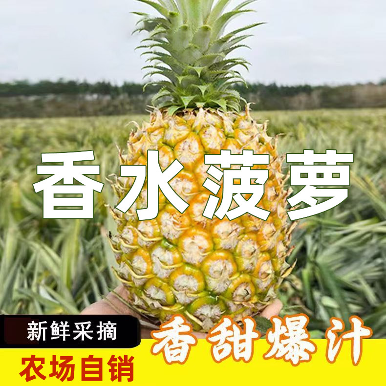 正宗现摘徐闻香水菠萝凤梨小菠萝广东湛江菠萝当季新鲜水果