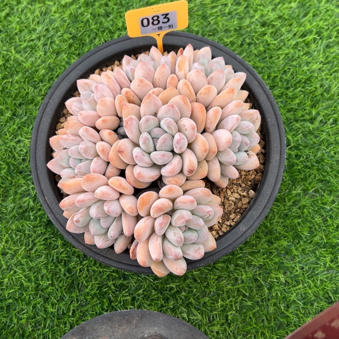 @***剑83、多单独反反复复个v