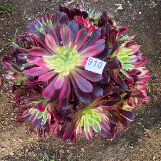 910天和多肉植物花脸