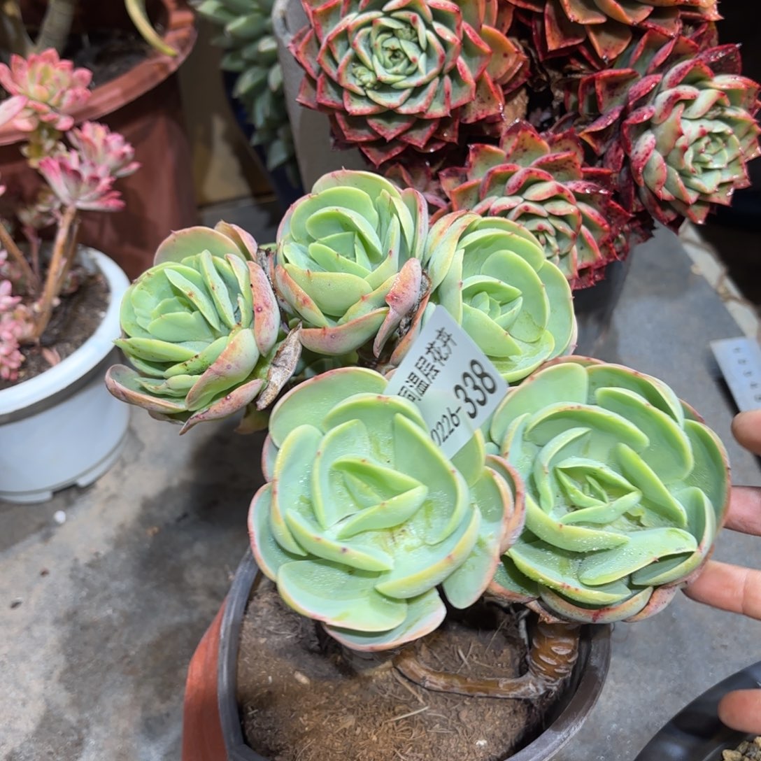 同温层多肉碧桃338