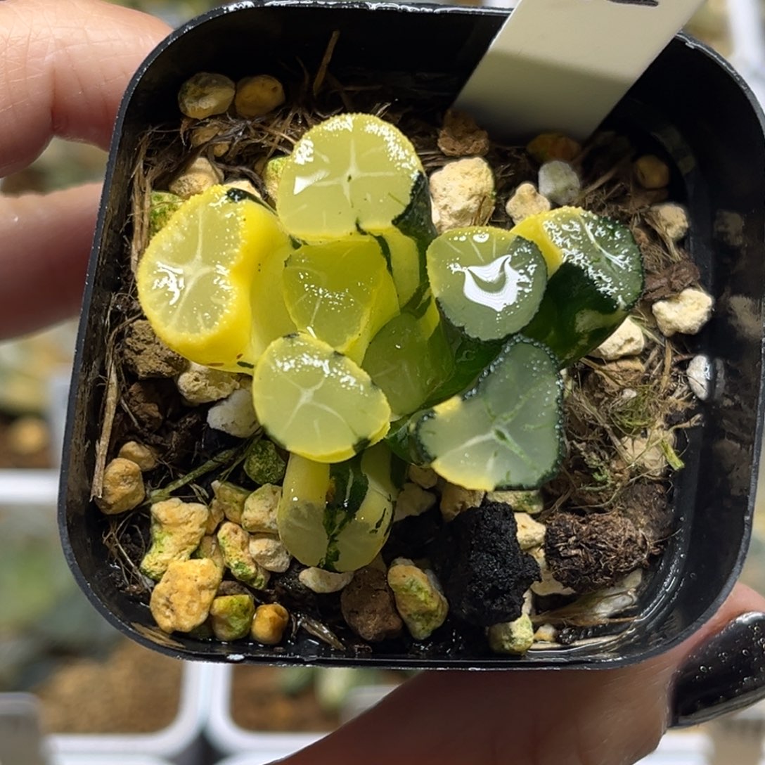 65玉龙万象锦福利专场