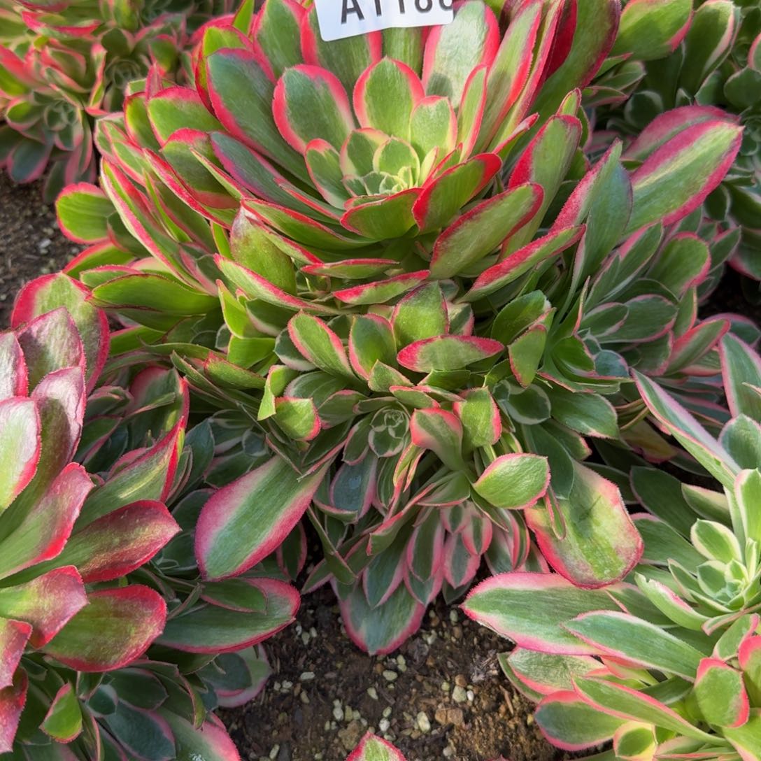 星*1188妖月。多肉植物