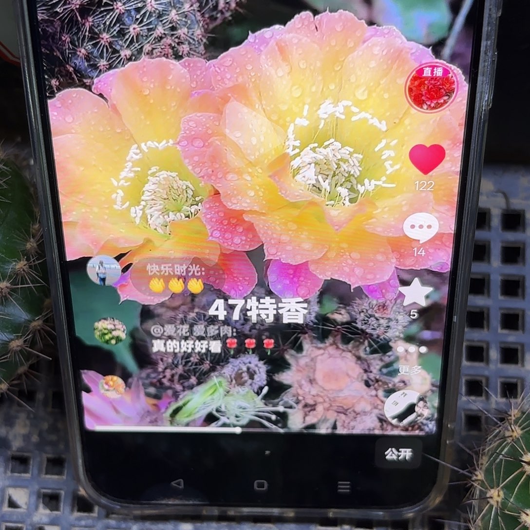 Us47彩5公分侧牙20包邮22