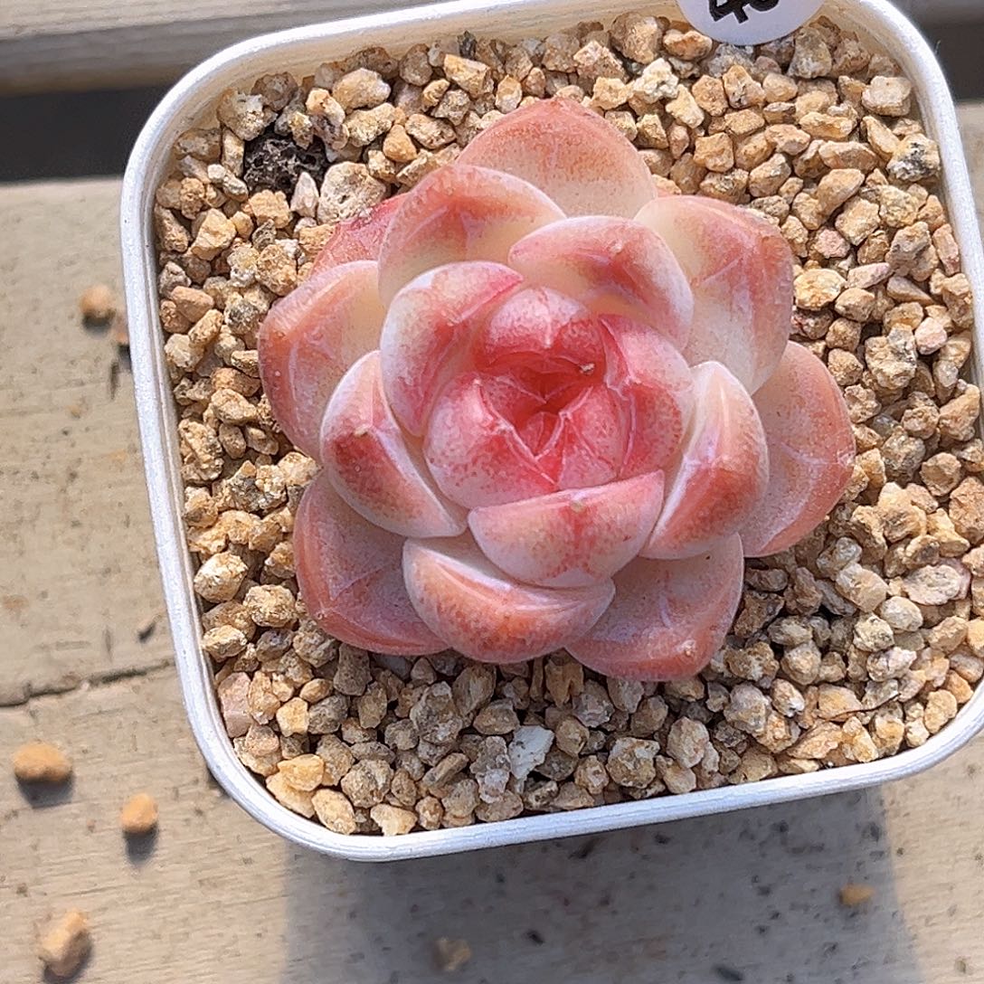 485  新品珍妮满18包邮