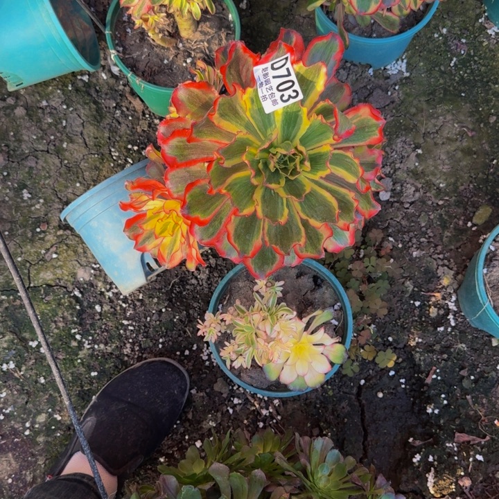 魅影花25-49包邮花花