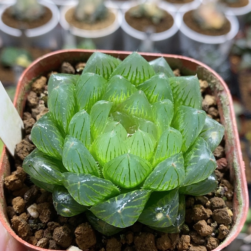 【闪购商品】51冰川