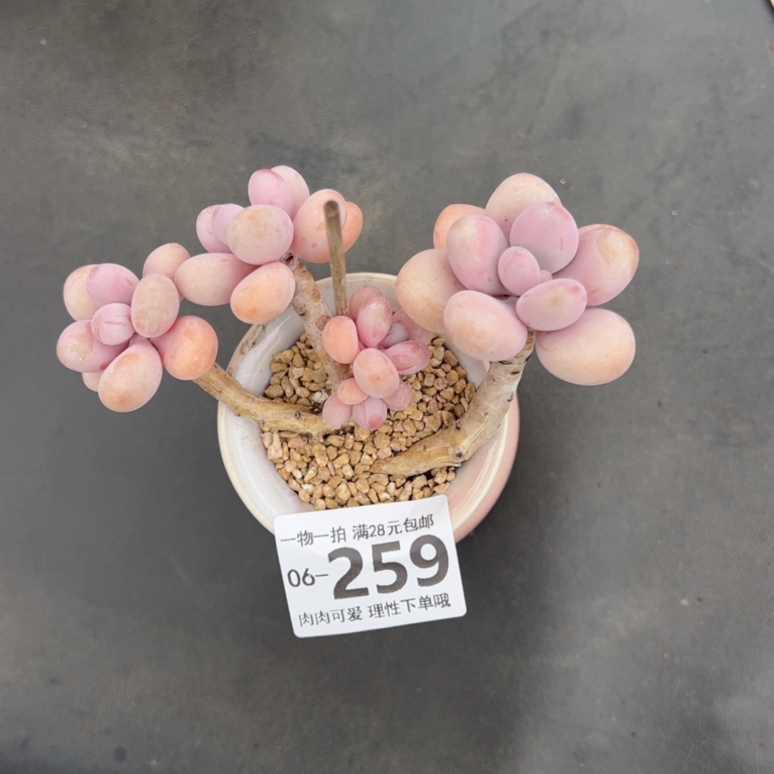 桃蛋多肉多肉多肉多肉多肉多肉多肉