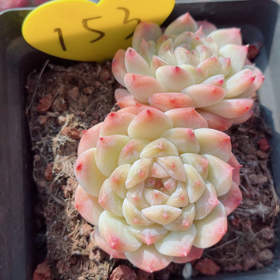 153号小老桩秘境冰魄双头