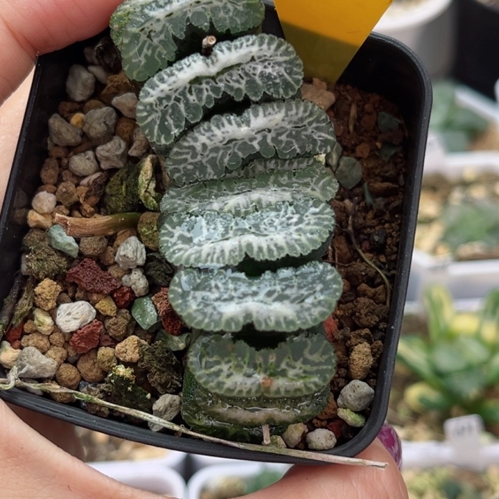 267雪峰玉扇哈哈哈哈哈