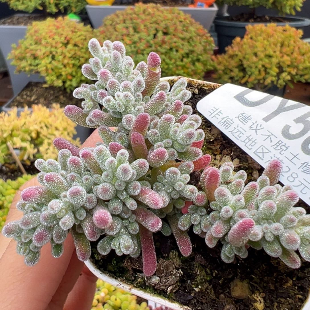 dy5817小可爱冰晶冠幅6cm