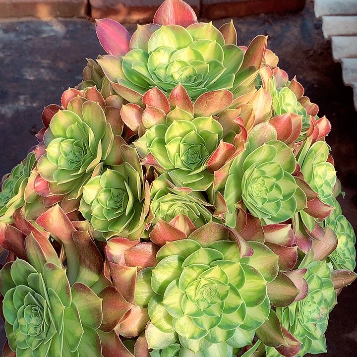 韶华捧花，多肉植物