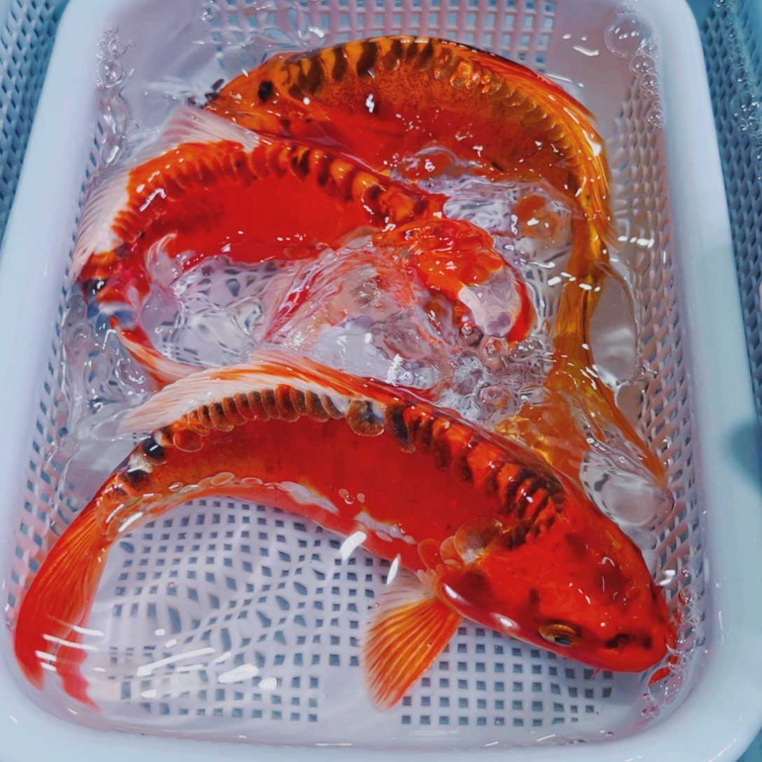锦鲤锦鲤冷水鱼观赏149