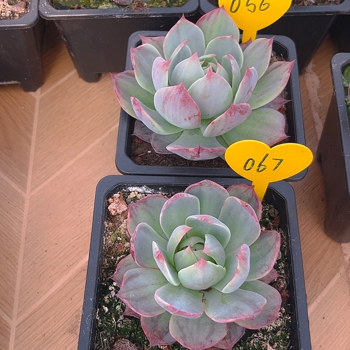 惊鸿仙子多肉植物67.56