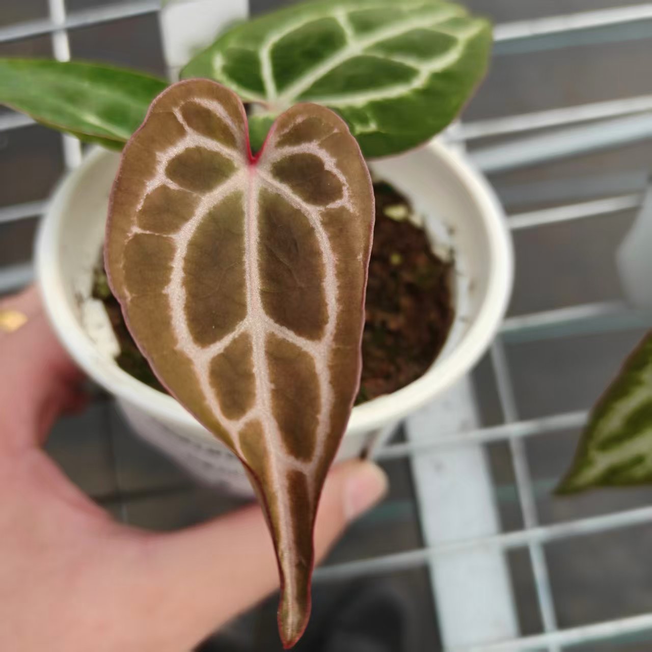 11号 巧克力F2 花烛   