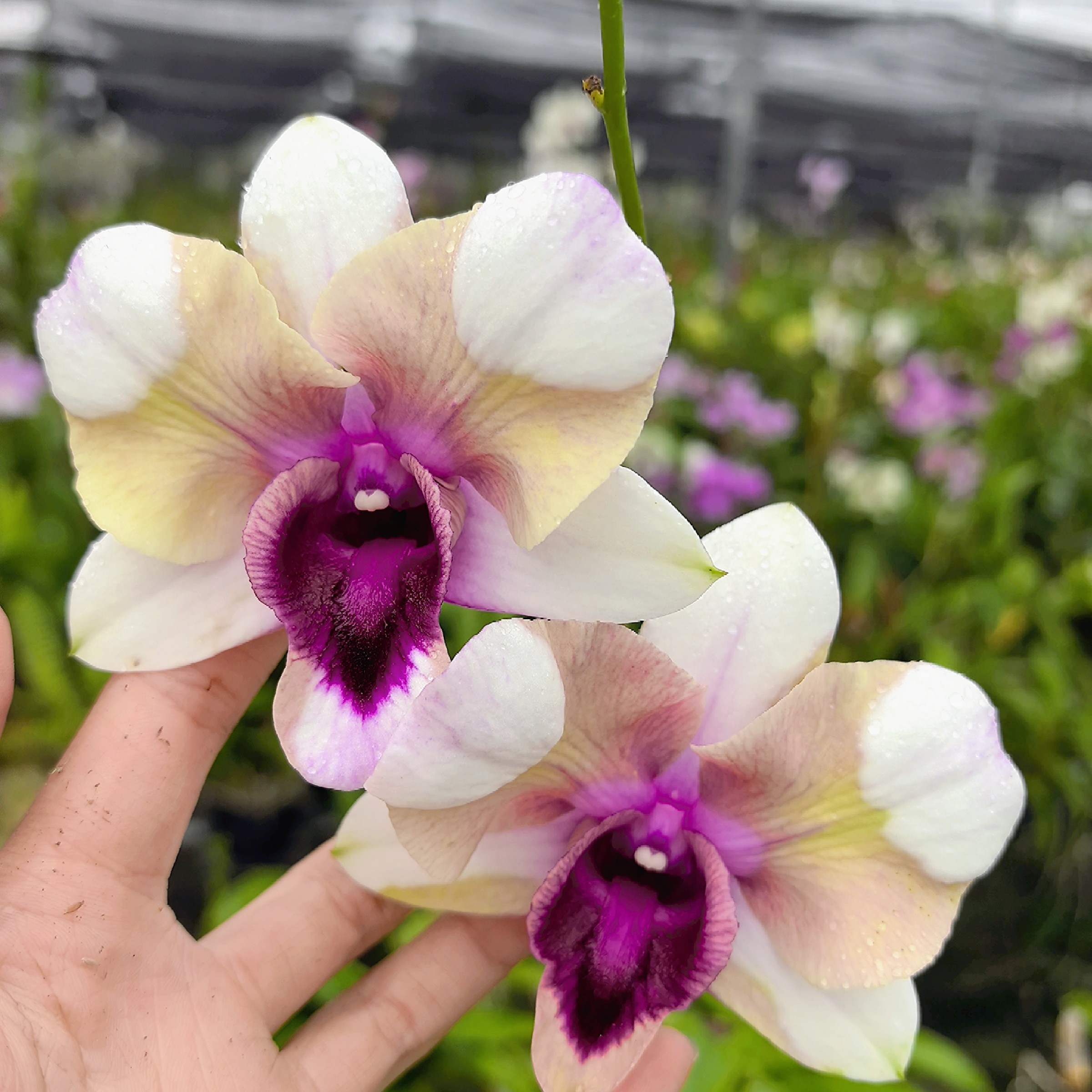 红粉知己大花龙王秋石斛-无花苗（0度以下拍保温，不拍不售后）