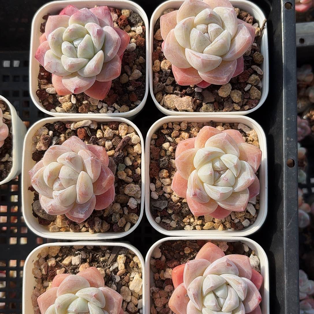 多肉冰玉单头6颗65盆