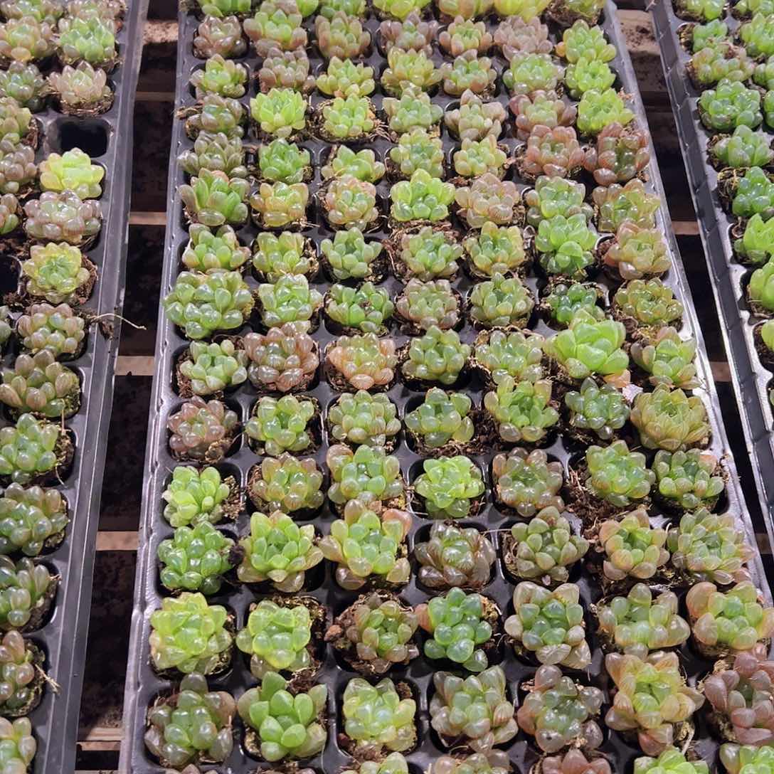 直播福利一物一拍104