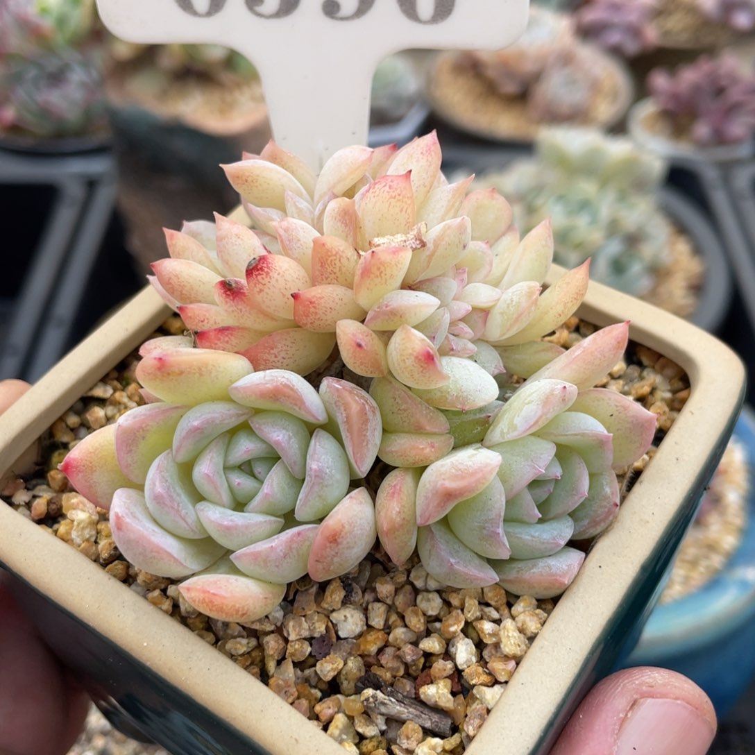 0596莎莎不带盆7厘米