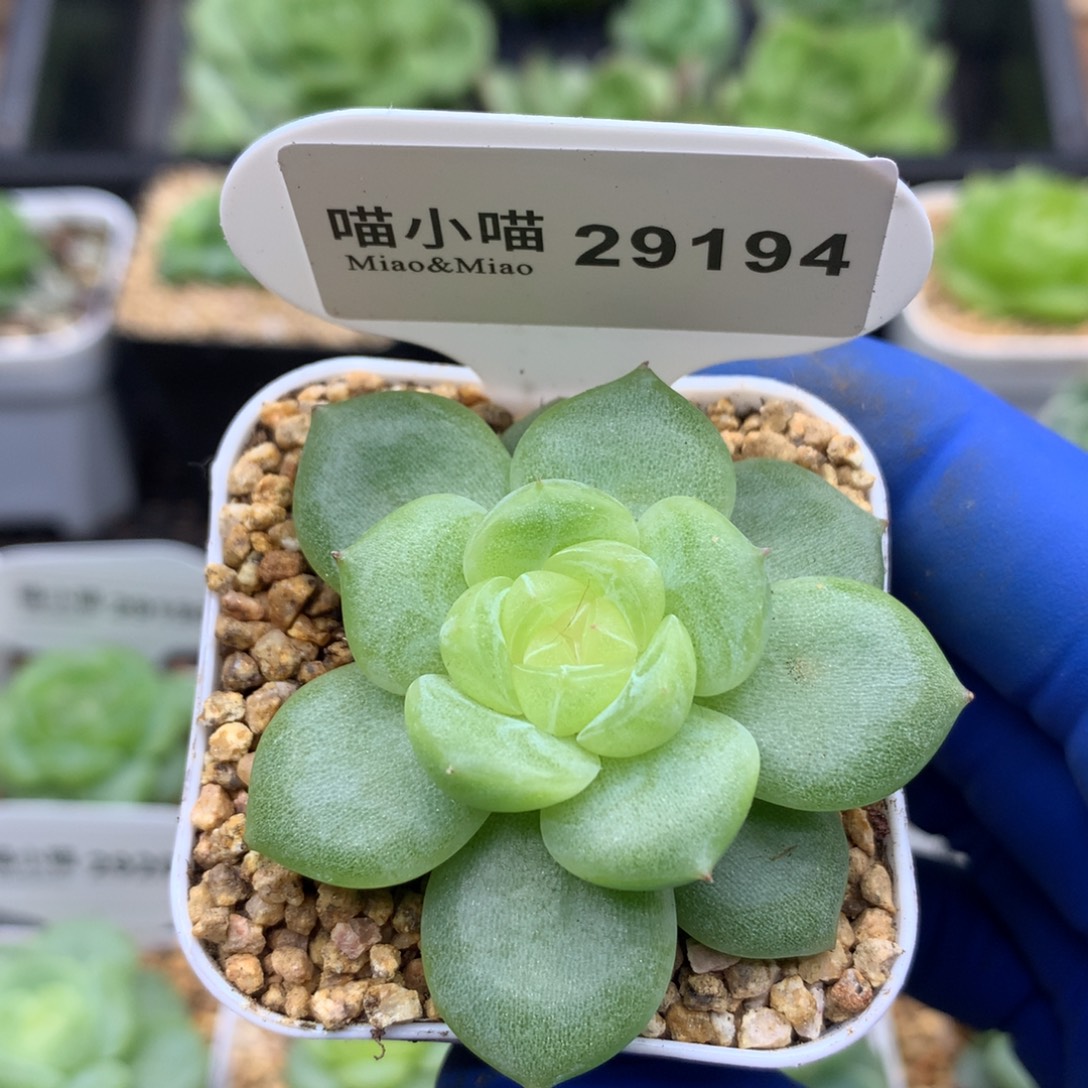 多肉植物杂交珍妮