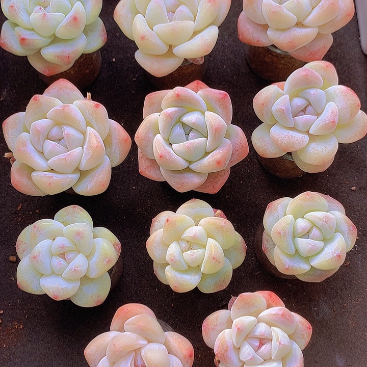 一物一拍，大福利精控小单头冰玉11颗