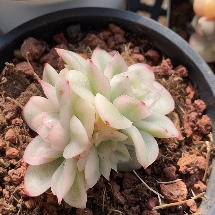 韩苏锦三头都出珍妮心