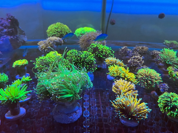 珊瑚海缸双12泉景海洋鲜活海葵草皮甄选一图一价一拍闪千手珊瑚