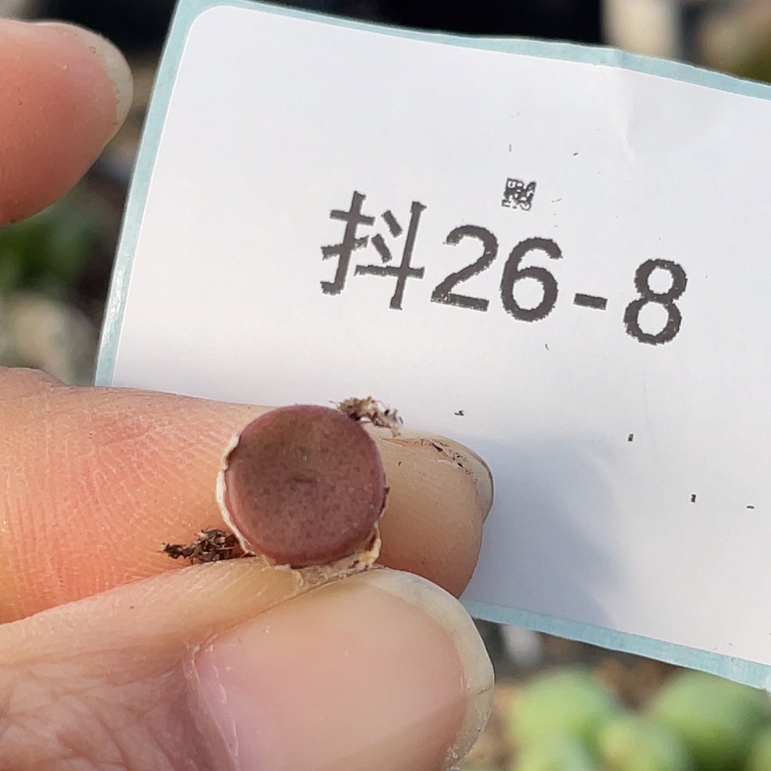 26-8小金币多肉植物